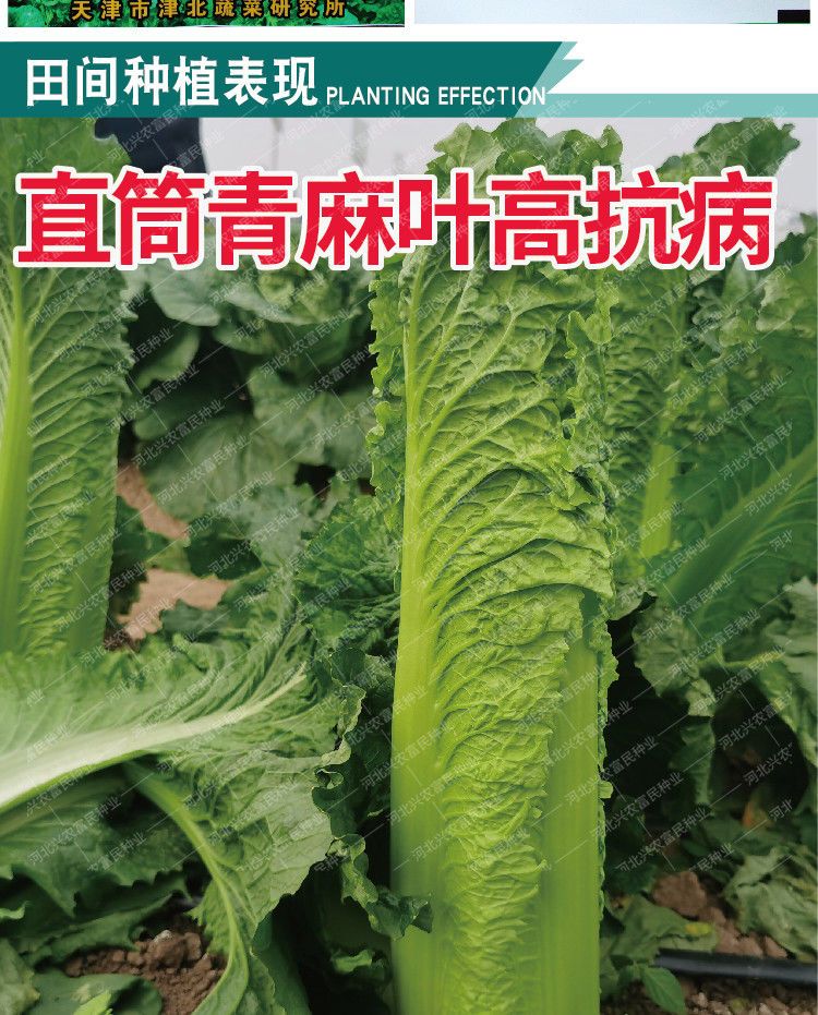 津青60青麻叶绿白菜种子 早熟耐热不烧心夏秋播菜园白菜籽冬储