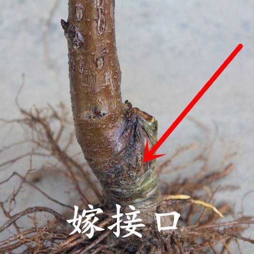 平邑县樱桃苗