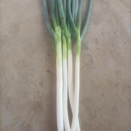 南阳长白大葱