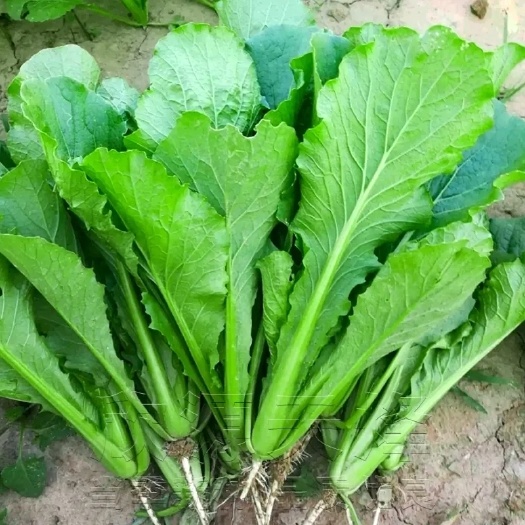 确山县油菜