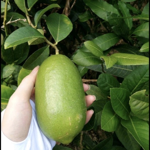 灵山县香水柠檬苗