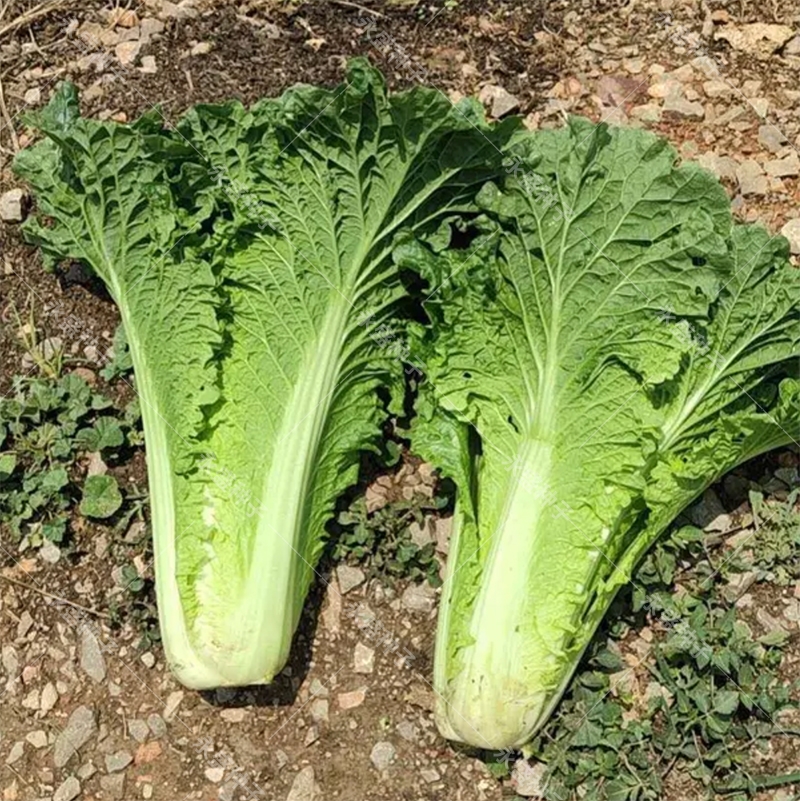 津青60青麻叶绿白菜种子 早熟耐热不烧心夏秋播菜园白菜籽冬储