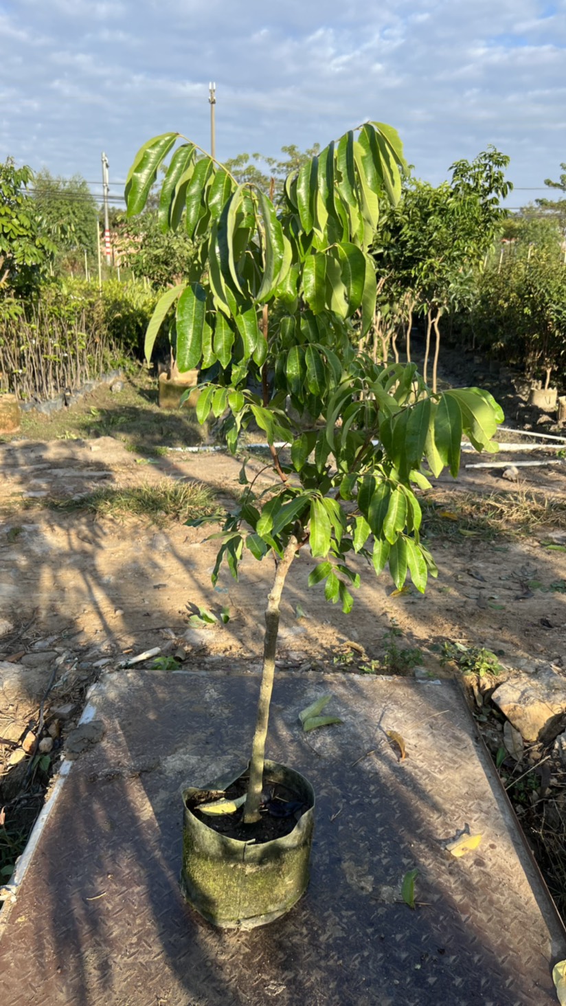 3公分石峡龙眼杯苗