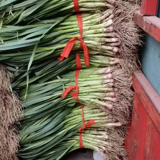 中牟县红根蒜苗