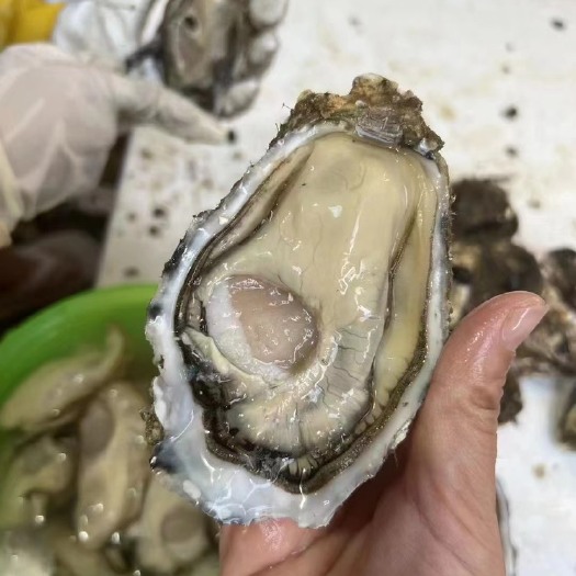 广州鲜活水产带壳生蚝牡蛎按粒供烧烤地摊大海蛎子50斤100斤家庭