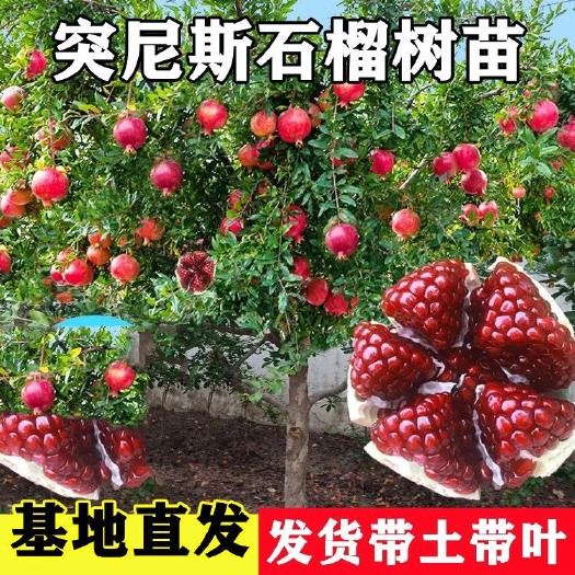 平邑县石榴树苗