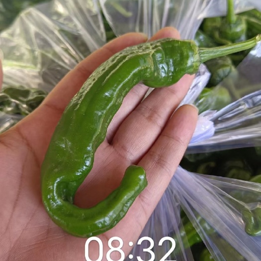 费县临沂皱皮椒 辣椒