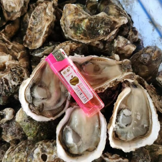 广州鲜活新鲜带壳海蛎子生蚝整箱50斤100斤装带壳生蚝牡蛎贝壳肉