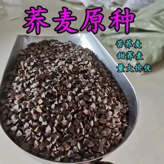 临沂荞麦种子甜荞麦种子苦荞麦种子荞麦芽苗菜种子无土栽培水培四季种