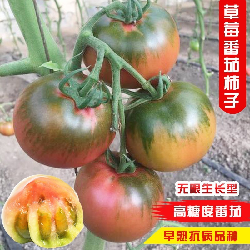 衡阳?草莓番茄种子绿肩酸甜可口西红柿种孑水果东北铁皮柿子种籽