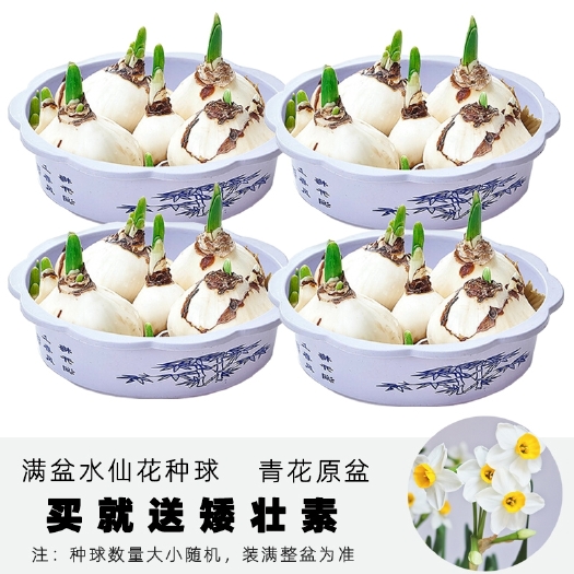 漳州正宗漳州水仙花种球盆栽水养水培绿植物室内花卉重瓣春节新年宵花