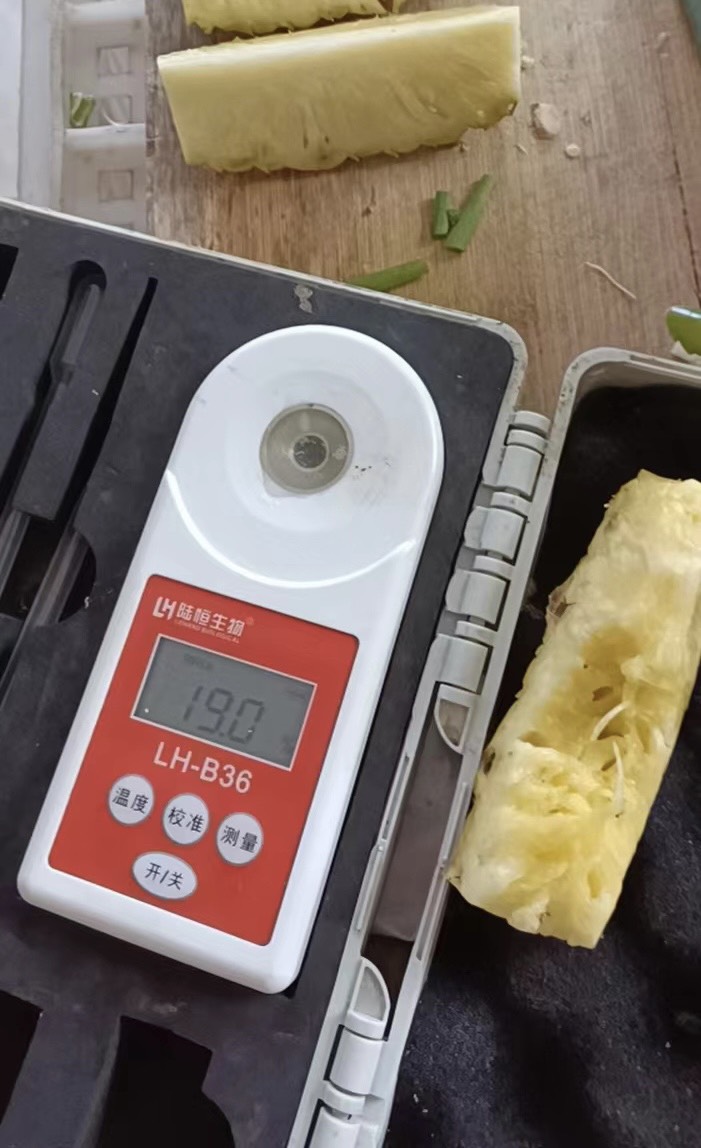 海南9斤金钻凤梨新鲜水果牛奶香水菠萝手撕无眼凤梨树熟大果包邮