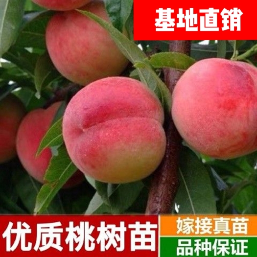 平邑县桃树苗自产自销