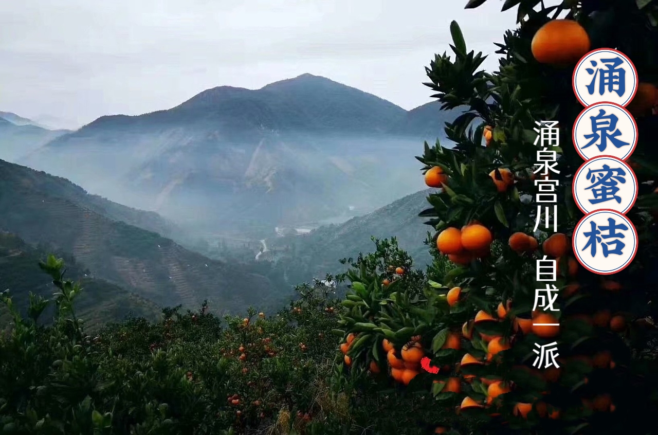 包邮～浙江临海涌泉蜜桔，无核宫川蜜橘 非沙糖桔子