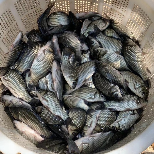 常州中科三号鲫鱼苗，鱼种，冬片鲫鱼，银鲫，1斤8~10尾左右