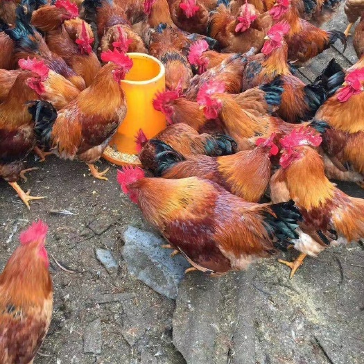 衡阳麻鸡苗  黄脚麻羽鸡苗 灵山土鸡苗