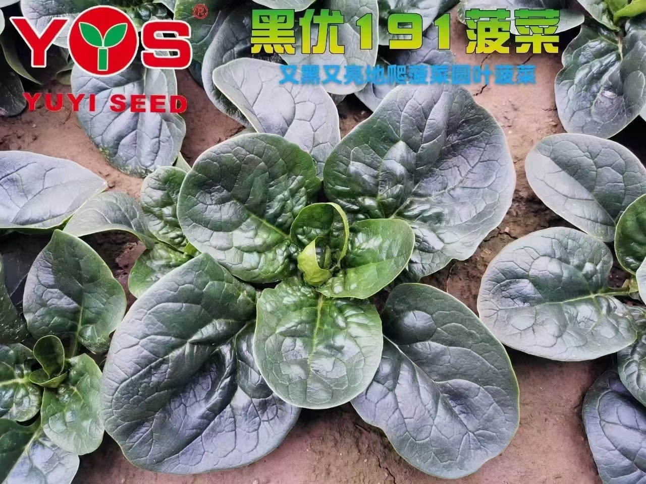 黑优191地趴圆叶菠菜种子春秋大棚越冬温棚露地耐寒匀可种