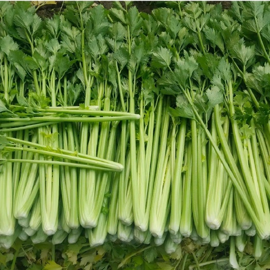 芹菜山东济南商河万亩暖棚芹菜基地