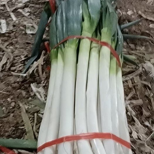 郓城县出售  出售  大葱  大葱