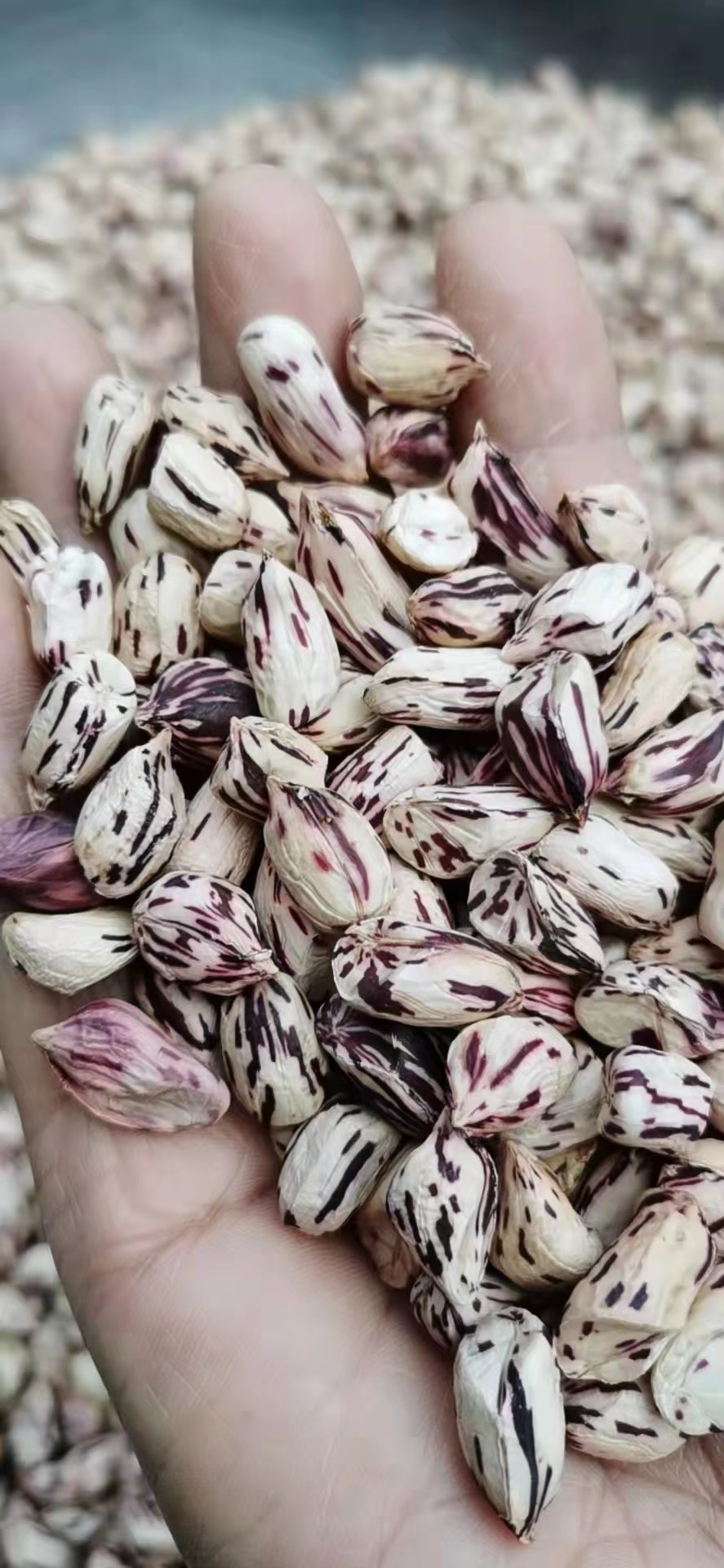 云南孟連 七彩花生 黑花生 直發(fā)地 本地新花生大量有