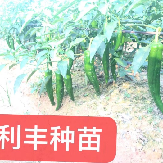 博罗县薄皮尖椒（牛角椒）苗
