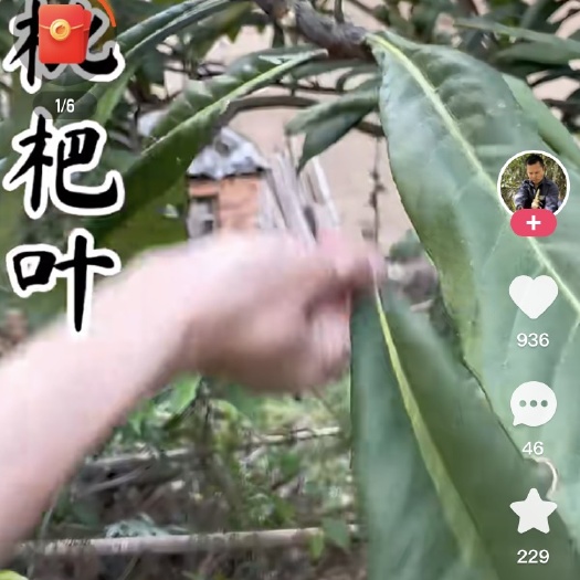 资阳四川资阳  石岭镇    大量出售优质枇杷叶   质量优
