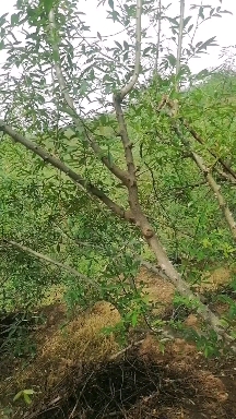 小寨青花椒，颗粒硕大，麻味纯正，浓郁冨含维生素；镁,铁，锌等