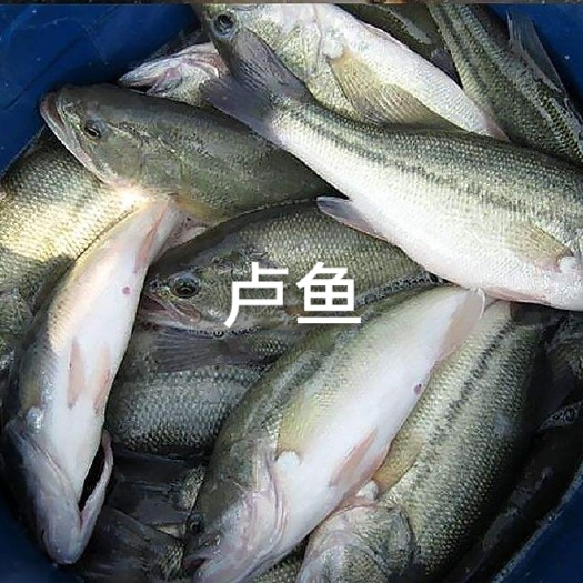 重庆市卢鱼苗，规格齐全