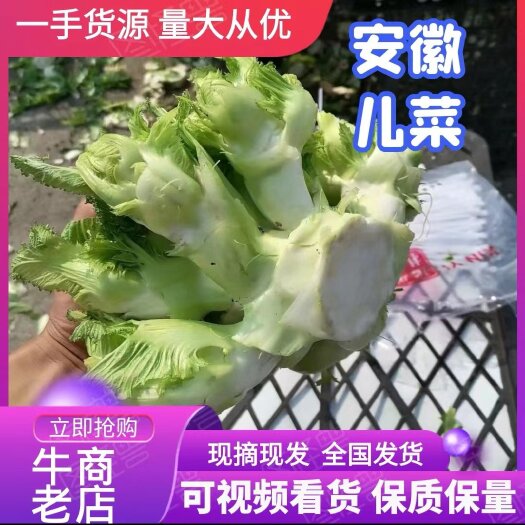 砀山县万亩儿菜，一手货源，保质保量，车接车送