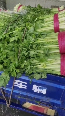 小西芹