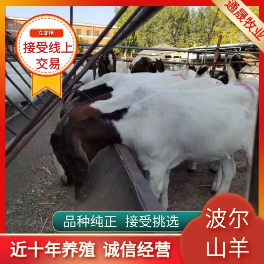 东平县常年出售波尔山羊种羊价格便宜  质量好 免费送货 欢迎朋友选