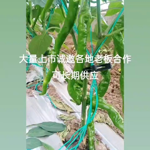 西昌市品质保证，鲜辣脆爽