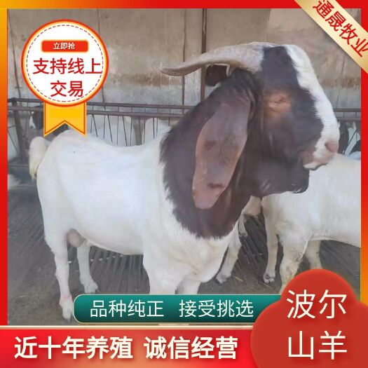 常年出售波尔山羊 品种纯 价格便宜免费送货 欢迎朋友选购