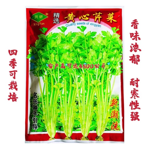 沭阳县四季黄空心芹种子黄心芹菜种籽小香芹黄嫩西芹青菜籽春秋蔬菜种孑
