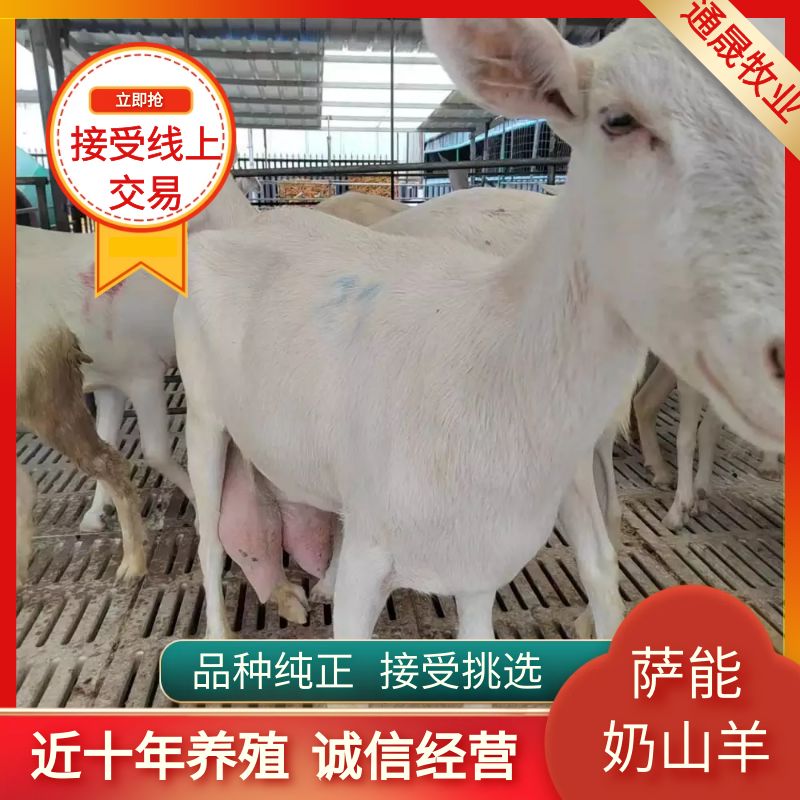 梁山县常年出售萨能奶山羊质量好 价格便宜欢迎朋友挑选