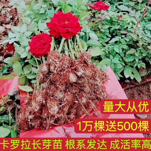 基地直供云南各色系长芽苗中苗大花月季花苗裸根小苗四季开花