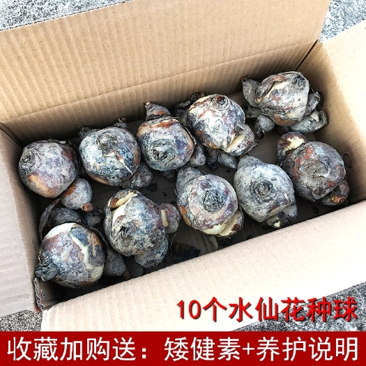 漳州漳州水仙花种球水培室内植物盆栽种子花卉绿植水养四季好养易活冬