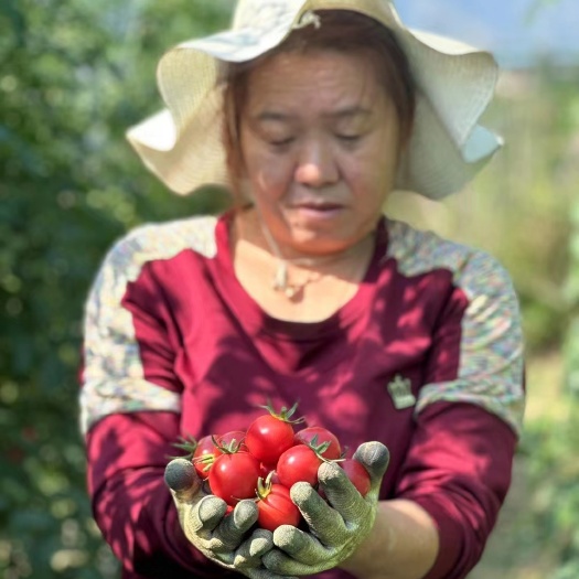 攀枝花露天千禧圣女果承接线上线下市场批发商超配送一件代发