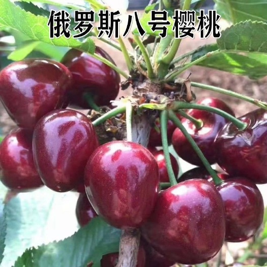 泰安自家销售俄罗斯8号樱桃树苗，现挖现发，适合南北方种植