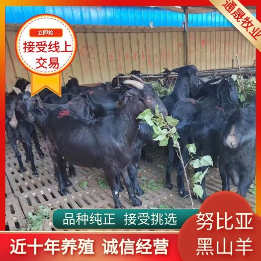 东平县努比亚黑山羊  价格便宜  品种纯 质量好 免费送货
