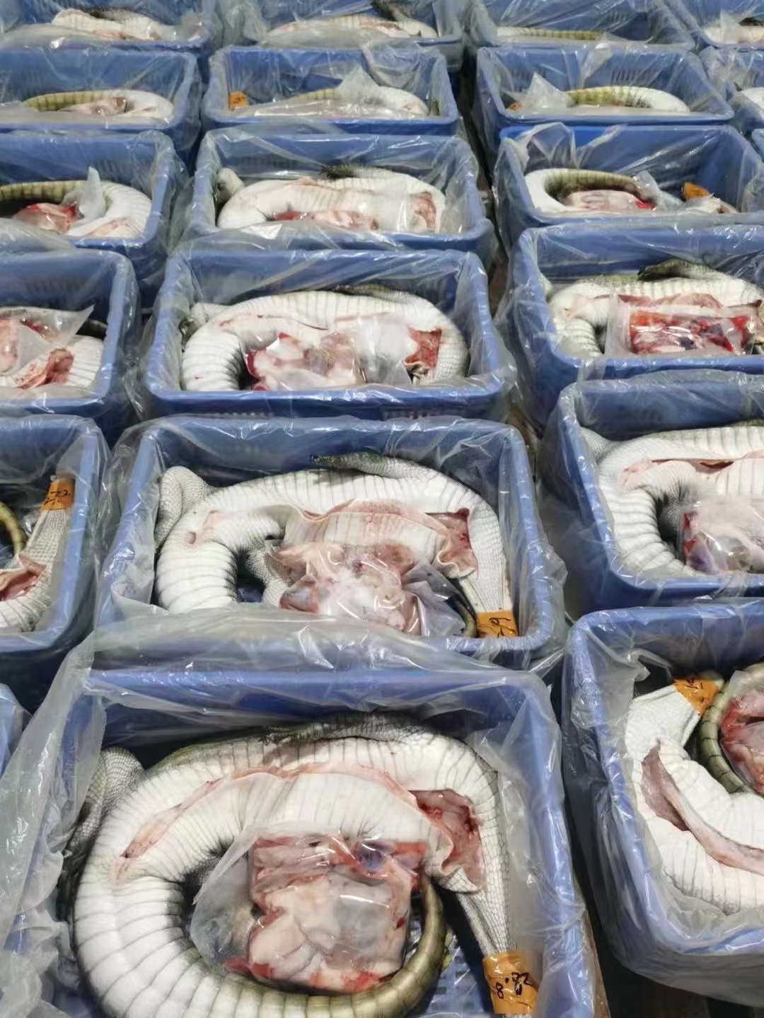 道县鳄鱼肉分割肉活体商品鳄鱼可代杀各种规格