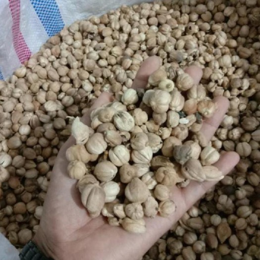 香港印尼白蔻，白豆蔻，豆蔻