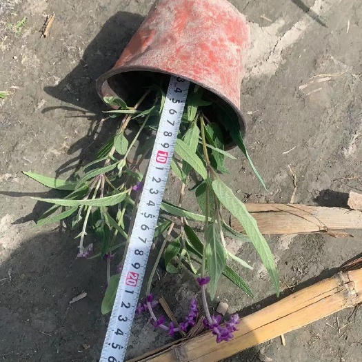 成都墨西哥鼠尾草大杯小杯出售