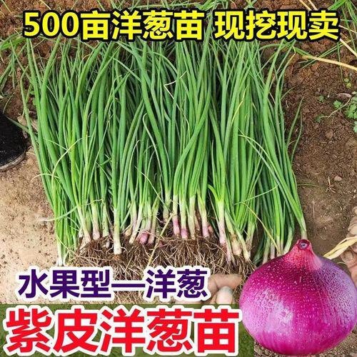 丰县洋葱苗，球形好，紫皮洋葱，自产自销