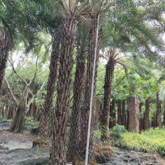 漳州中东海枣批发银海枣批发福建漳州棕榈树种植基地苗农一手货源低价