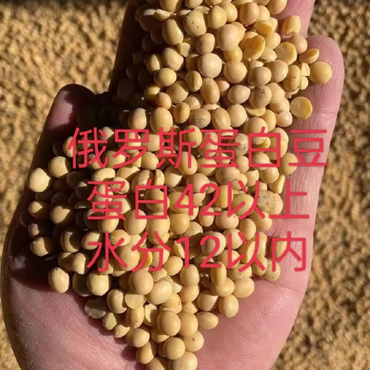 北安市现货 现货 俄罗斯非转基因大豆