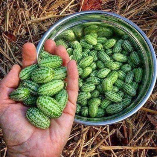拇指西瓜种子迷你小西瓜种籽春秋家庭阳台盆栽西瓜水果四季蔬菜孑