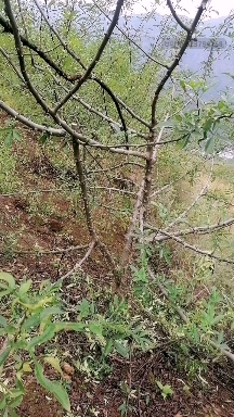 小寨青花椒，颗粒硕大，麻味纯正，浓郁冨含维生素；镁,铁，锌等
