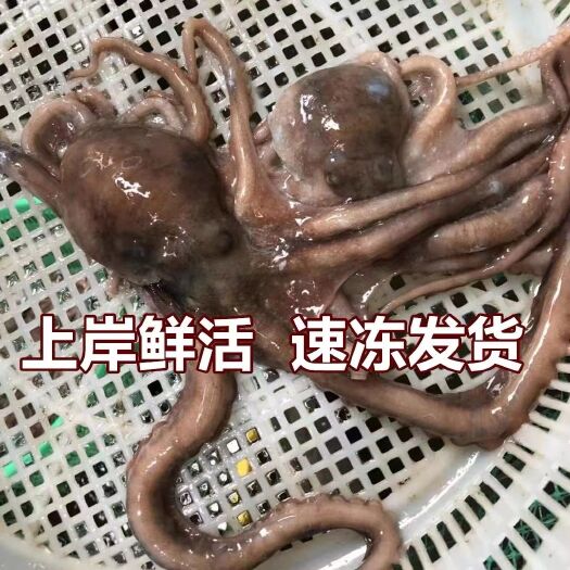 连云港海鲜八爪鱼海鲜小章鱼海鲜鲜活八爪鱼章鱼爆头火锅食材新鲜八爪鱼