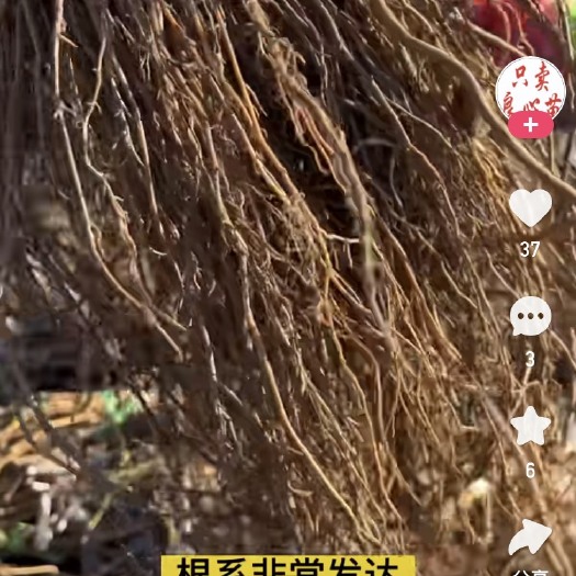 绥中县阳光玫瑰葡萄苗木，尼娜女皇苗木，